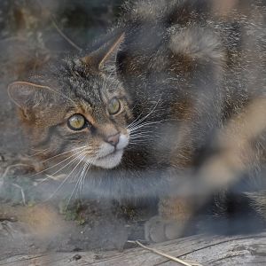 Scottish wildcat and enrichment