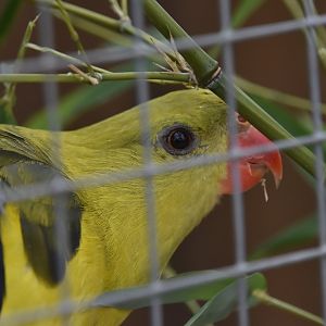Regent parrot