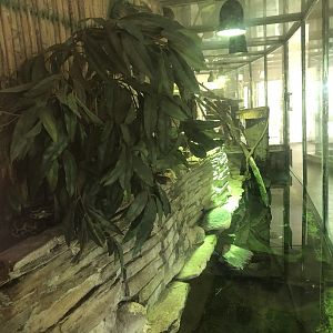 Yellow Anaconda Enclosure in the Soutj America House