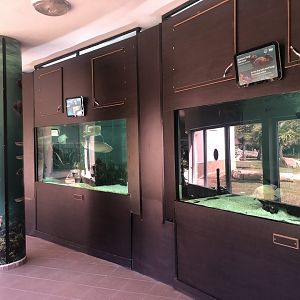 Fish Tanks in the South America House
