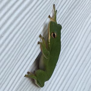 American Green Tree Frog (Dryophytes cinereus)