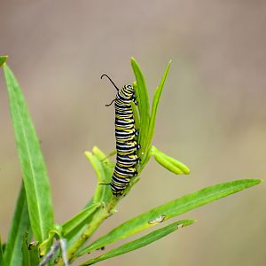 Monarch Butterfly Caterpillar