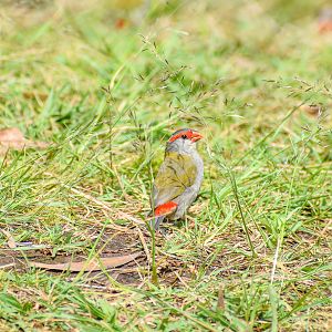 Red-browed Finch