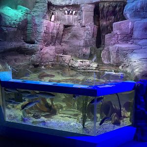 Coastal Tank at SEA LIFE Scarborough (September 2022)