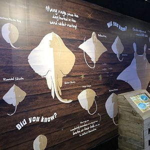 Ray Signage at SEA LIFE Scarborough (September 2022)