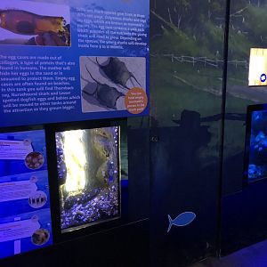 Fried Egg Anemone / Common Brittlestar Tank at SEA LIFE Scarborough (September 2022)