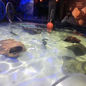 Native Sharks & Rays Tank at SEA LIFE Scarborough (September 2022)