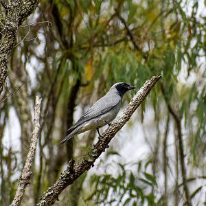 Black-faced Cuckoo-Shrike