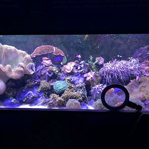 Reef Tank at SEA LIFE Scarborough (September 2022)