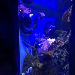Red Lionfish Tank at SEA LIFE Scarborough (September 2022)