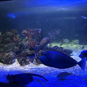 Main Reef Tank at SEA LIFE Scarborough (September 2022)