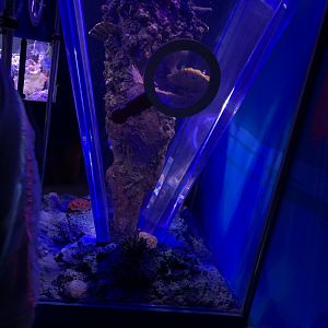 Sexy Shrimp Tank at SEA LIFE Scarborough (September 2022)