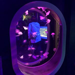 Moon Jellyfish Tank at SEA LIFE Scarborough (September 2022)