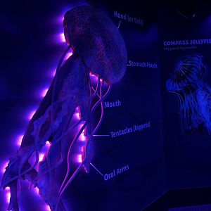 Jellyfish Signage at SEA LIFE Scarborough (September 2022)