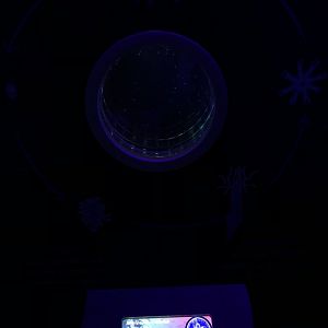 Juvenile Moon Jellyfish Tank at SEA LIFE Scarborough (September 2022)