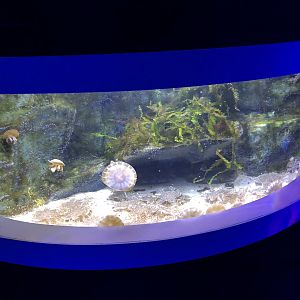 Upside-down Jellyfish Tank at SEA LIFE Scarborough (September 2022)