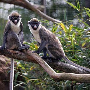 Lesser spot-nosed Guenon / Hamerton / 22-9-22