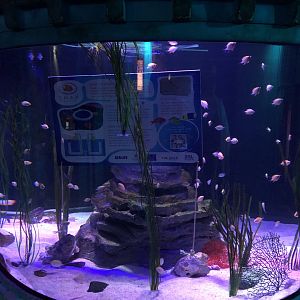 Sustainable Aquariums Project at SEA LIFE Scarborough (September 2022)