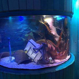 Common Octopus Tank at SEA LIFE Scarborough (September 2022)