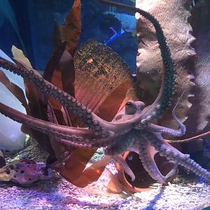 Admiral Ackbar at SEA LIFE Scarborough (September 2022)