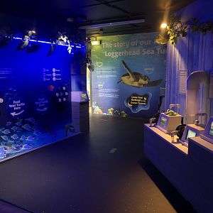 General View of Turtle Rescue at SEA LIFE Scarborough (September 2022)