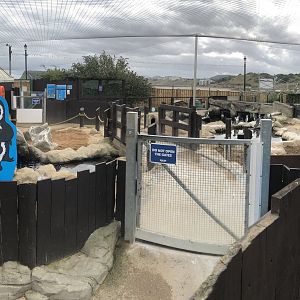 Penguin Island at SEA LIFE Scarborough (September 2022)
