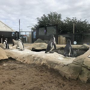 Humboldt Penguin Enclosure at SEA LIFE Scarborough (September 2022)