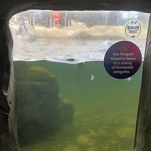 Underwater View of the Humboldt Penguin Enclosure at SEA LIFE Scarborough (September 2022)