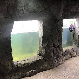 Penguin Underwater Viewing Area at SEA LIFE Scarborough (September 2022)