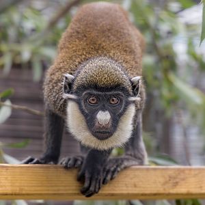 Lesser spot-nosed Guenon / Hamerton / 14-7-22