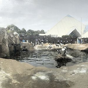 Humboldt Penguin Enclosure at SEA LIFE Scarborough (September 2022)