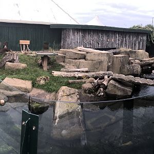 Asian Short-clawed Otter Enclosure at SEA LIFE Scarborough (September 2022)