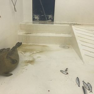 Seal Hospital Enclosure at SEA LIFE Scarborough (September 2022)