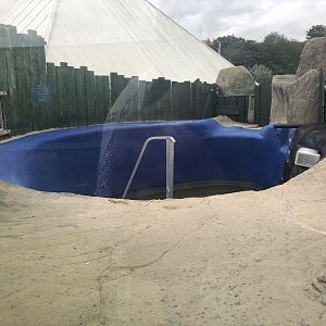 Seal Rehabilitation Pool at SEA LIFE Scarborough (September 2022)