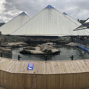 Harbour Seal Enclosure at SEA LIFE Scarborough (September 2022)