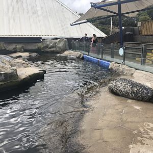 Harbour Seal Enclosure at SEA LIFE Scarborough (September 2022)