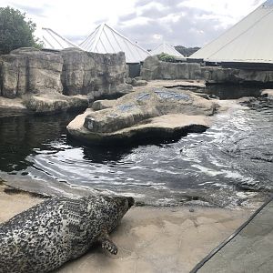 Harbour Seal Enclosure at SEA LIFE Scarborough (September 2022)