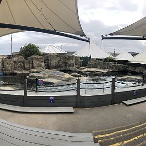 Seal Enclosure at SEA LIFE Scarborough (September 2022)
