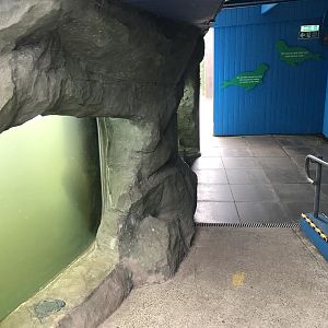 Seal Underwater Viewing Area at SEA LIFE Scarborough (September 2022)