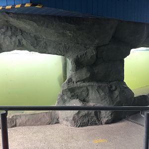 Seal Underwater Viewing Windows at SEA LIFE Scarborough (September 2022)