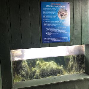 Otter Underwater Viewing Area at SEA LIFE Scarborough (September 2022)