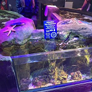 Rockpools at SEA LIFE Scarborough (September 2022)