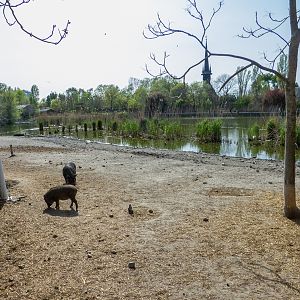 Enclosure of Vietnamese pot-bellied