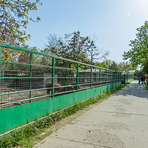 enclosure of caucasian wild boar