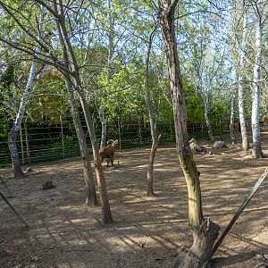 enclosure of Barbary sheeps