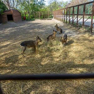 Enclosure of Patagonian Mara