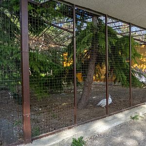 enclosure of peacocks