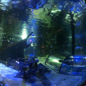 Ocean Tank at SEA LIFE Scarborough (September 2022)