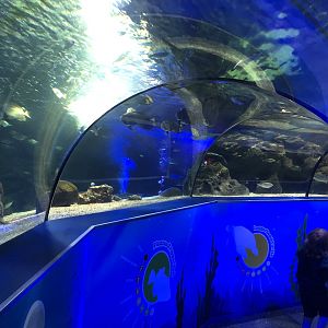 Ocean Tunnel at SEA LIFE Scarborough (September 2022)