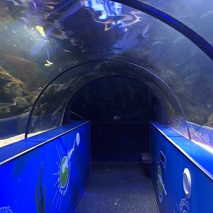 Ocean Tunnel at SEA LIFE Scarborough (September 2022)